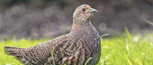 Seltener Anblick. Die früher in Deutschland weitverbreiteten Rebhühner könnten ein Opfer der intensivierten Landwirtschaft werden.