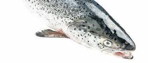 Der Lachs ist der beliebteste Speisefisch der Deutschen.
