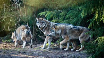 Wölfe (Canis lupus) in ihrem Gehege im Wildpark Schorfheide in Groß Schönebeck (Brandenburg). 