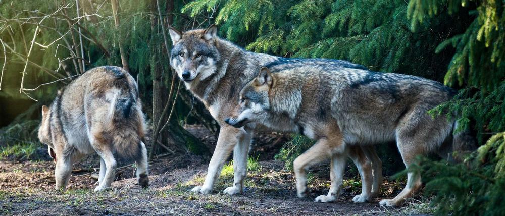 Wölfe (Canis lupus) in ihrem Gehege im Wildpark Schorfheide in Groß Schönebeck (Brandenburg).