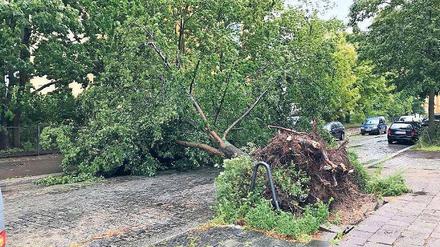 Schräglage. So sah’s nach dem Starkregen am Wochenende im Pankower Florakiez aus.