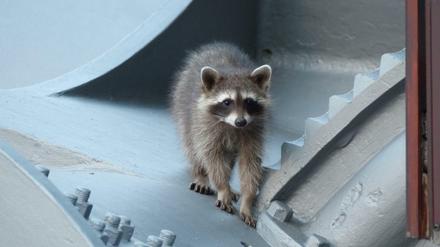 Sieht putzig aus, kann aber für ganz schön viel Lärm sorgen - wenn er zum Beispiel einen Kurzschluss in einem Kraftwerk auslöst: ein Berliner Waschbär.