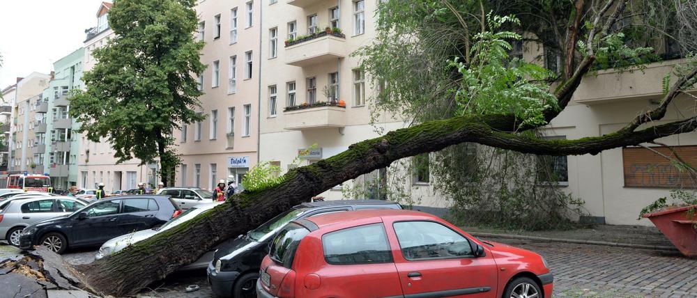 Ein mehr als 20 Meter hoher Baum ist umgestürzt und hat in Neukölln ein Auto unter sich begraben. Der Stamm blockierte die Wissmannstraße.