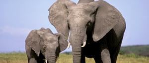 "Du kommst hier nicht rein": Eine Elefantenmutter mit ihrem Kalb in Kenia.