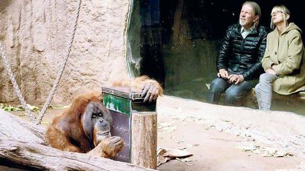 Die Evolution hat Mensch und Orang-Utan aus gemeinsamen Vorfahren entstehen lassen. Ist die biologische Entwicklung des Homo sapiens nun zu Ende? 