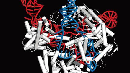 Der Genscheren-CRISPR-CAS9-Komplex. 