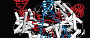 Der Genscheren-CRISPR-CAS9-Komplex.