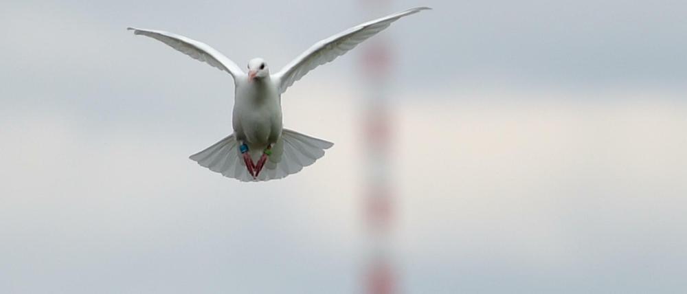 Eine weiße Taube über Berlin. Im Hintergrund ist der Fernsehturm zu sehen.