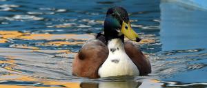 Kein Brot mehr für die Enten.