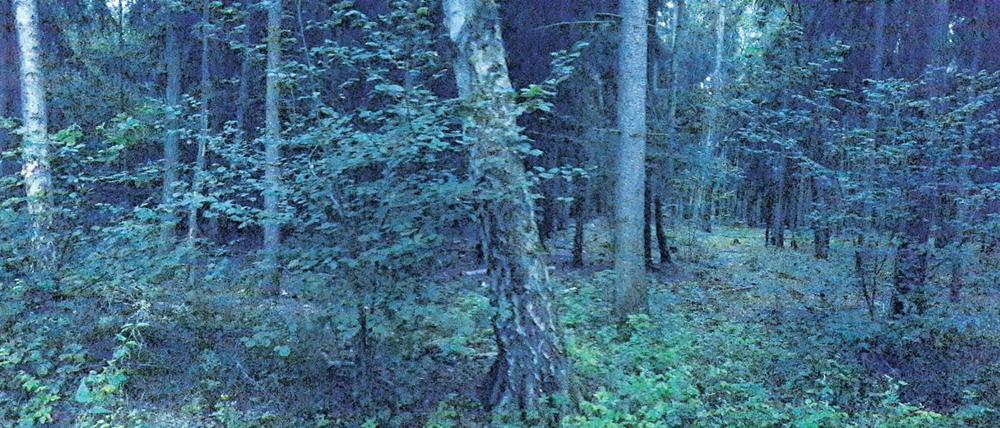 Der Wald von Brieselang