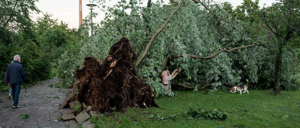 Ein umgefallener Baum in Pankow (Symbolfoto)