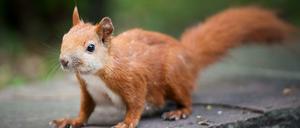 Ein Eichhörnchen in Neukölln auf dem Islamischen Friedhof. 
