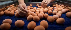 Viele mit Fipronil belastete Eier musste vernichtet werden. 