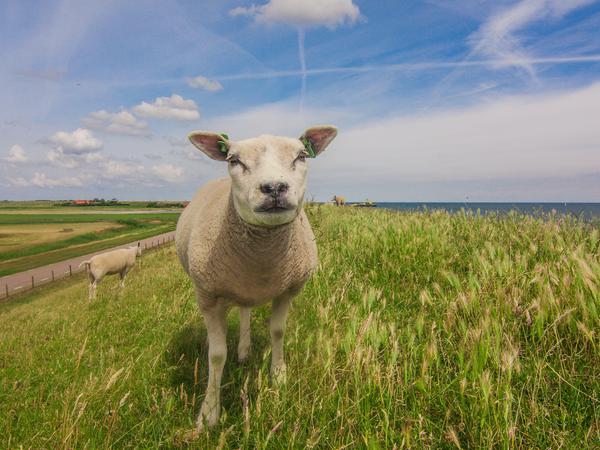 Die Texelschafe stehen rum und fressen Gras und stehen rum und fressen Gras.