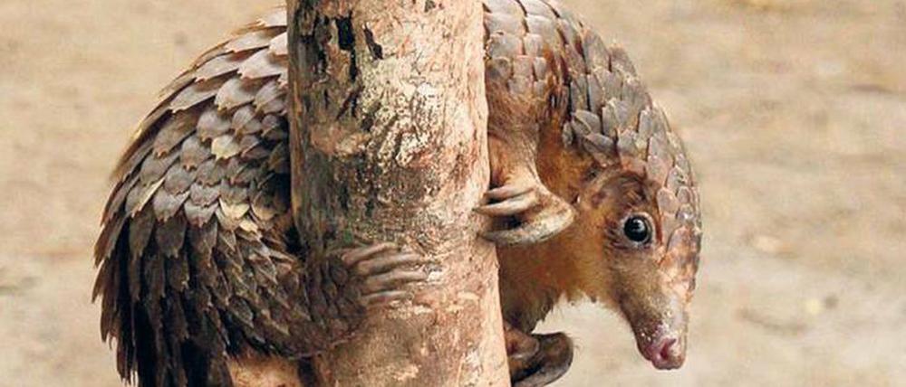 Abwärts. Das Weißbauchschuppentier (Pangolin) ist eine der acht Manidae-Arten, die wegen ihrer als Potenzmittel begehrten Schuppen gefährdet sind. 