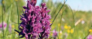 Hübsche Schmarotzer. Orchideen trotzen Pilzen im Boden Nährstoffe ab.