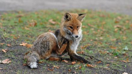 Einige Stadtfüchse in Pankow könnten Überträger des für Hunde gefährlichen Staupevirus sein. 