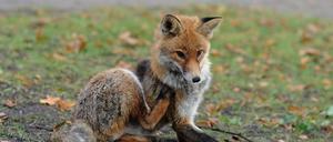 Einige Stadtfüchse in Pankow könnten Überträger des für Hunde gefährlichen Staupevirus sein.