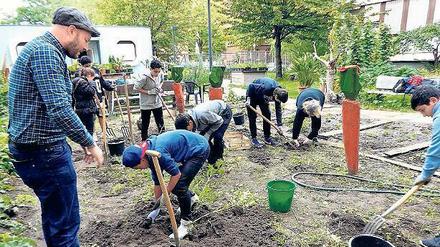 Graben statt schwänzen. Mit Gartenarbeit gegen Schulabbruch. 