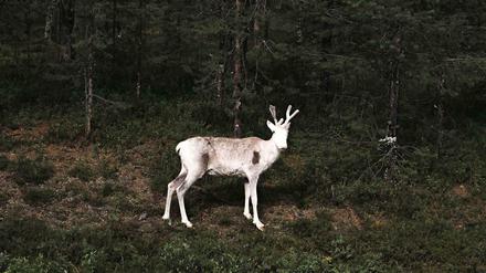 Tief im Wald. Ein Foto aus Terje Abusdals Serie „Slash &amp; Burn“.