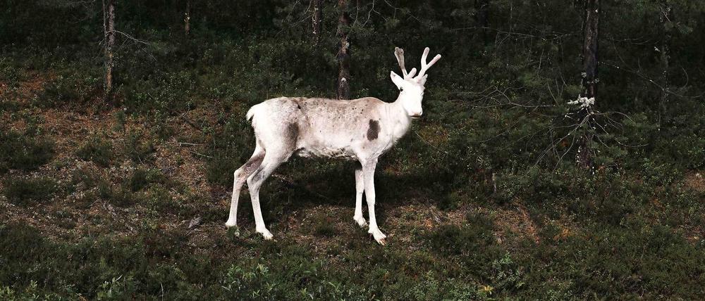 Tief im Wald. Ein Foto aus Terje Abusdals Serie „Slash & Burn“.