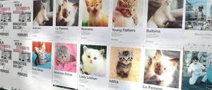 Plakate für das "Pop-Kultur"-Festival - nun boykottieren arabische Band das Festival