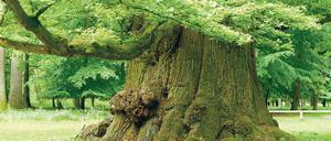 Baumriese. Geforscht wurde in Surinam, doch die Ergebnisse sollen auch für Europa gelten. 