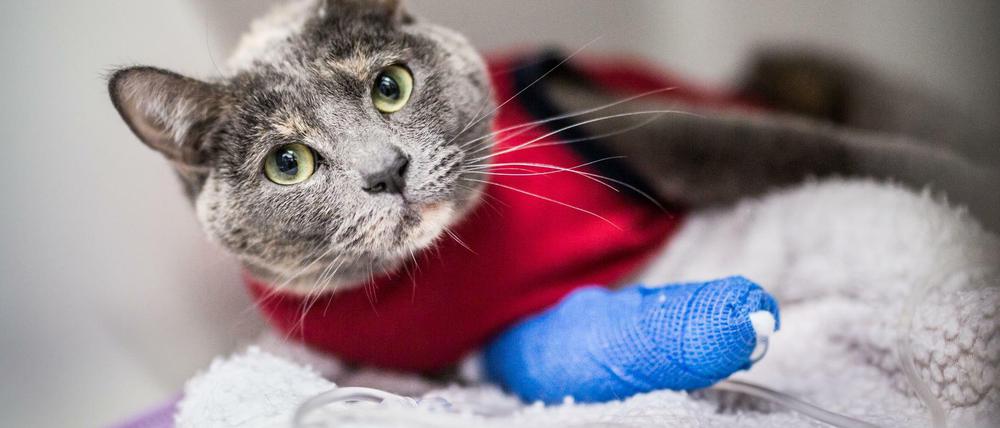 Katze beim Tierarzt.