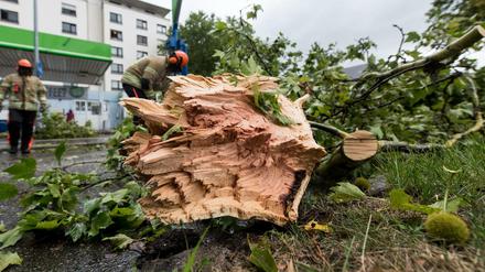 Ein Feuerwehrmann zersägt nach einem schweren Unwetter in Freiburg (Baden-Württemberg) einen Baumstamm. 