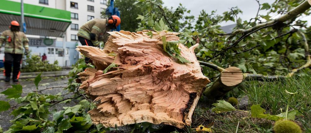 Ein Feuerwehrmann zersägt nach einem schweren Unwetter in Freiburg (Baden-Württemberg) einen Baumstamm. 