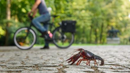 Procambarus clarkii, so die korrekte Bezeichnung für den Eindringling aus Nordamerika, unterwegs im Großen Tiergarten.
