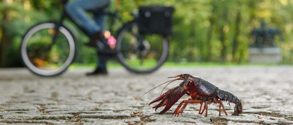 Procambarus clarkii, so die korrekte Bezeichnung für den Eindringling aus Nordamerika, unterwegs im Großen Tiergarten.