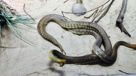 Ssssss. Der Woma im Berliner Aquarium, auch Rotkopfpython genannt, hat einen perfekt getarnten Körper. 