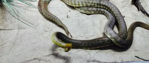 Ssssss. Der Woma im Berliner Aquarium, auch Rotkopfpython genannt, hat einen perfekt getarnten Körper. 