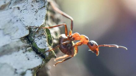 Holzklasse. Waldameisen sind besonders geschützte Tiere.