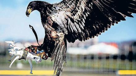 Im Einsatz. In den Niederlanden werden bereits Adler trainiert. 