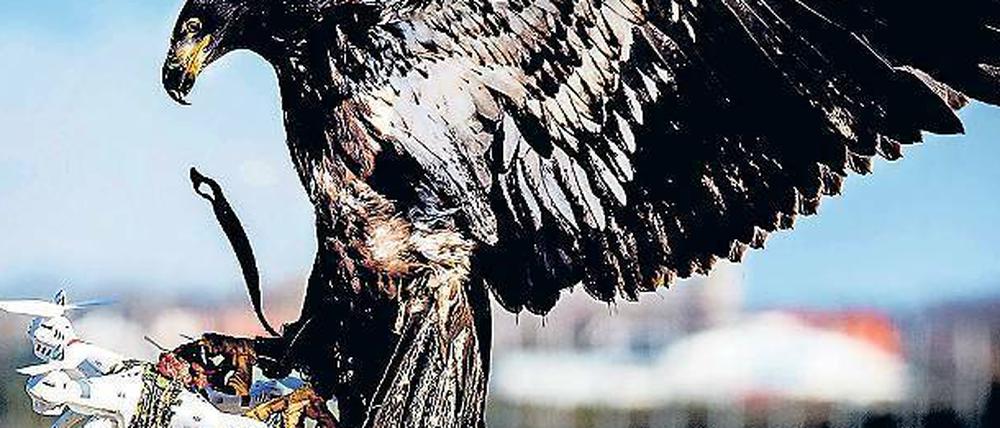 Im Einsatz. In den Niederlanden werden bereits Adler trainiert.