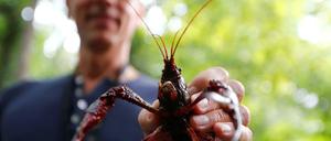 Invasive Art. Ein Exemplar des roten amerikanischen Sumpfkrebses am Neuen See im Tiergarten.
