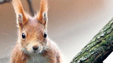 Auf der Suche nach der Ursache für rätselhaft wunde und entzündete Pfoten Berliner Eichhörnchen sind Forscher auf ein bislang unbekanntes Virus gestoßen.
