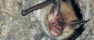 Resistent gegen das Altern: Bechsteinfledermäuse werden Jahrzehnte alt.