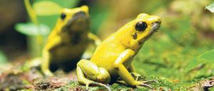 Giftzwerge. Pfeilgiftfrösche widerstehen ihrem eigenen Gift.