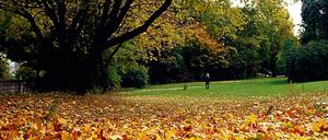 Bald fällt das Herbstlaub von den Bäumen. 