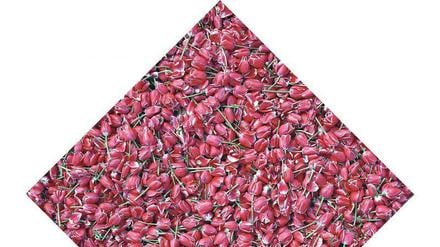 Semper Augustus, 1993. Die teuerste Tulpe des 17. Jahrhunderts ist heute ein Massenprodukt, das zur Veredelung der neuen Zwiebeln geköpft wird. Für diese Tulpen auf dem Foto von Marieken Verheyen (1993), das heute im Frans Hals Museum in Haarlem hängt, hätte man im 17. Jahrhundert ein ganzes Stadtviertel kaufen können.