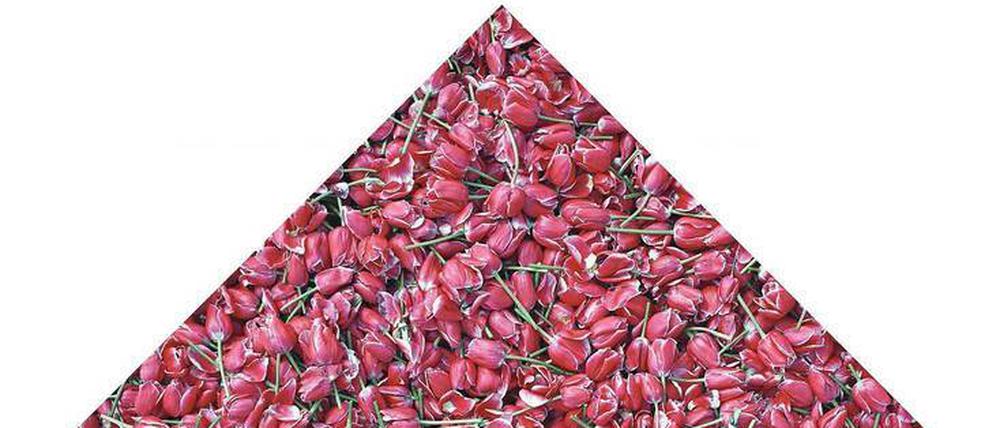 Semper Augustus, 1993. Die teuerste Tulpe des 17. Jahrhunderts ist heute ein Massenprodukt, das zur Veredelung der neuen Zwiebeln geköpft wird. Für diese Tulpen auf dem Foto von Marieken Verheyen (1993), das heute im Frans Hals Museum in Haarlem hängt, hätte man im 17. Jahrhundert ein ganzes Stadtviertel kaufen können.