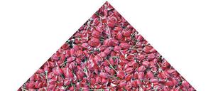 Semper Augustus, 1993. Die teuerste Tulpe des 17. Jahrhunderts ist heute ein Massenprodukt, das zur Veredelung der neuen Zwiebeln geköpft wird. Für diese Tulpen auf dem Foto von Marieken Verheyen (1993), das heute im Frans Hals Museum in Haarlem hängt, hätte man im 17. Jahrhundert ein ganzes Stadtviertel kaufen können.