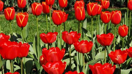  "Tulipan-Nächte" werden alljährlich im Britzer Garten in Berlin gefeiert. 