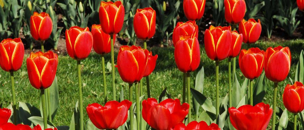 "Tulipan-Nächte" werden alljährlich im Britzer Garten in Berlin gefeiert.