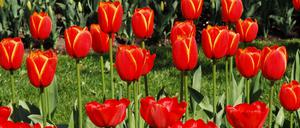  "Tulipan-Nächte" werden alljährlich im Britzer Garten in Berlin gefeiert. 