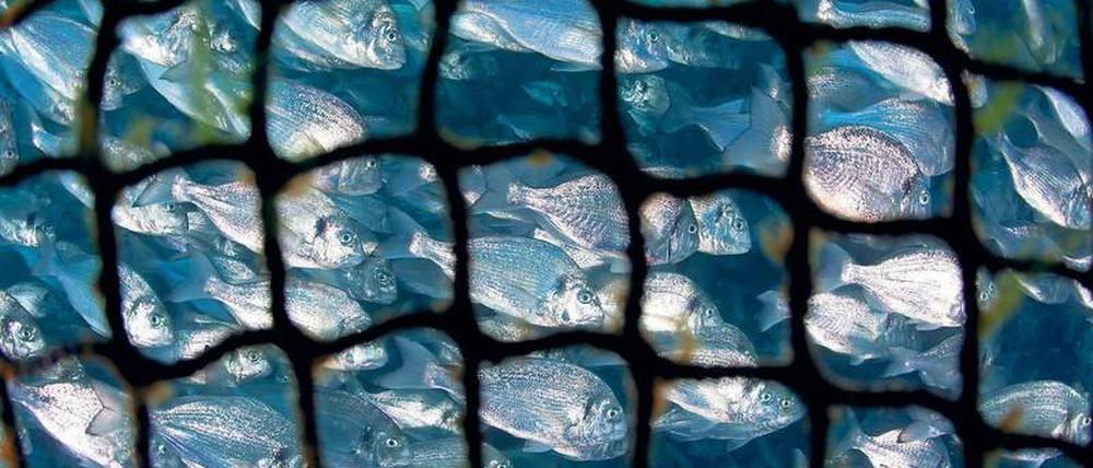 Heute frische Dorade. Aquakultur vor Ponza, einer der Pontinischen Inseln im Tyrrhenischen Meer. 
