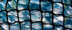 Heute frische Dorade. Aquakultur vor Ponza, einer der Pontinischen Inseln im Tyrrhenischen Meer.